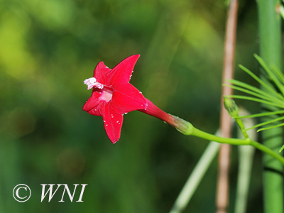 Cypress Vine (Ipomoea quamoclit)